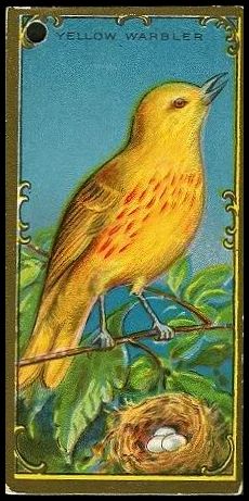 25 Yellow Warbler
